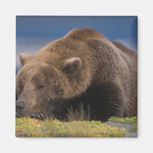Imã Urso pardo, urso cinzento, tirando uma soneca, Kat