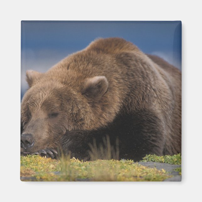 Imã Urso pardo, urso cinzento, tirando uma soneca, Kat (Frente)