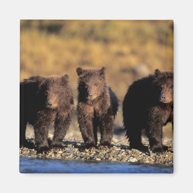 Imã Urso pardo, urso marrom, filhotes, Katmai National (Frente)