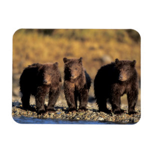 Ímã Urso pardo, urso marrom, filhotes, Katmai National