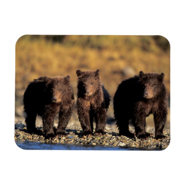 Ímã Urso pardo, urso marrom, filhotes, Katmai National (Horizontal)