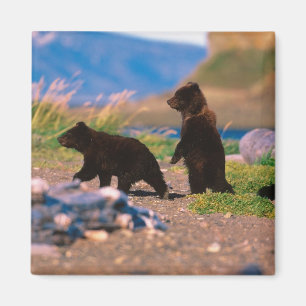 Imã Urso Pardo, Ursus arctos, Península do Alasca,