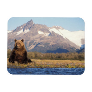 Ímã urso pardo, Ursus arctos, urso cinzento, Ursus