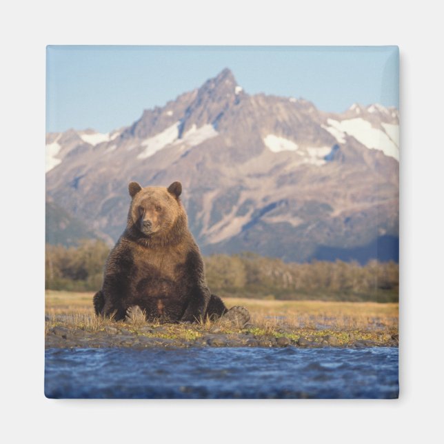 Imã urso pardo, Ursus arctos, urso cinzento, Ursus (Frente)
