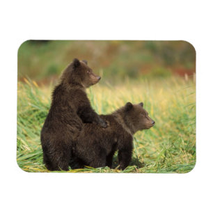 Ímã urso pardo, Ursus arctos, urso cinzento, Ursus 2