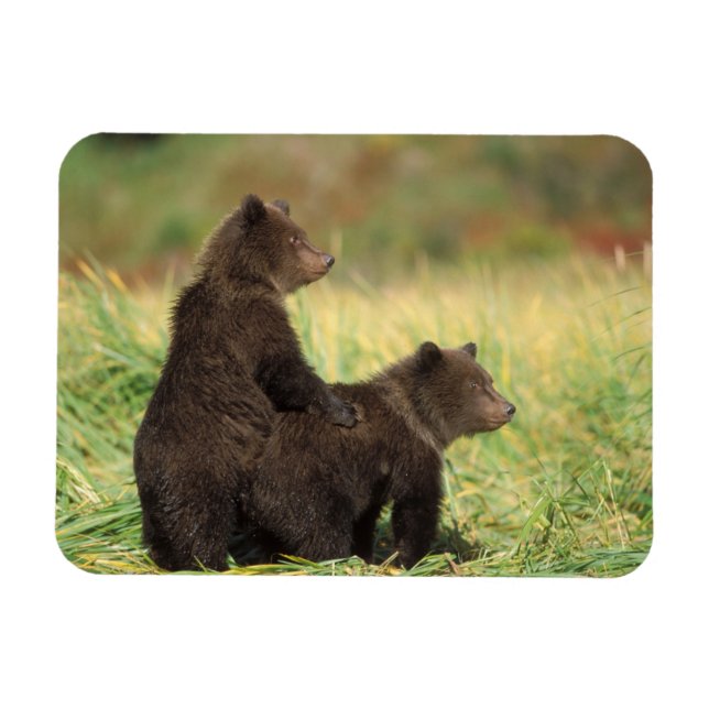 Ímã urso pardo, Ursus arctos, urso cinzento, Ursus 2 (Horizontal)