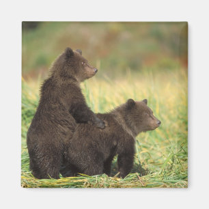 Imã urso pardo, Ursus arctos, urso cinzento, Ursus 2