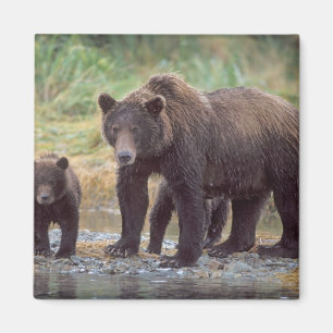 Imã urso pardo, Ursus arctos, urso cinzento, Ursus 3
