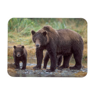 Ímã urso pardo, Ursus arctos, urso cinzento, Ursus 3