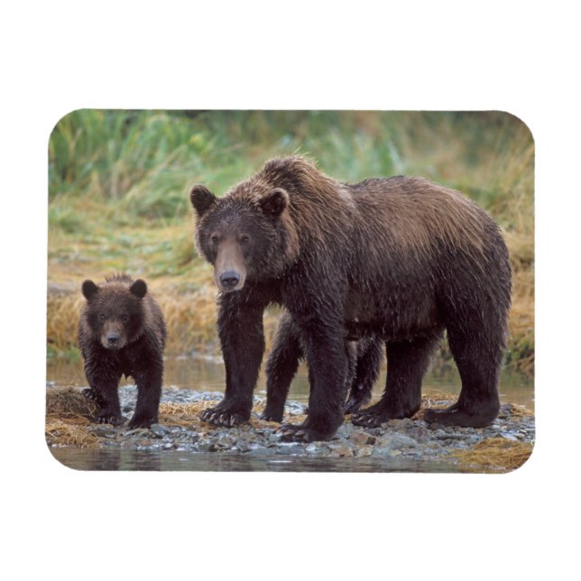 Ímã urso pardo, Ursus arctos, urso cinzento, Ursus 3 (Horizontal)