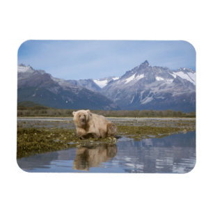Ímã urso pardo, Ursus arctos, urso cinzento, Ursus 4