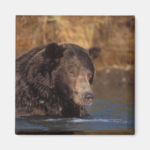 Imã urso pardo, Ursus arctos, urso cinzento, Ursus 5