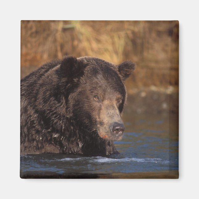Imã urso pardo, Ursus arctos, urso cinzento, Ursus 5 (Frente)