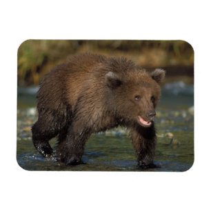 Ímã urso pardo, Ursus arctos, urso cinzento, Ursus 6