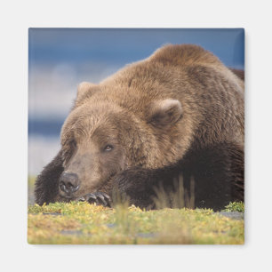 Imã urso pardo, Ursus arctos, urso cinzento, Ursus 8