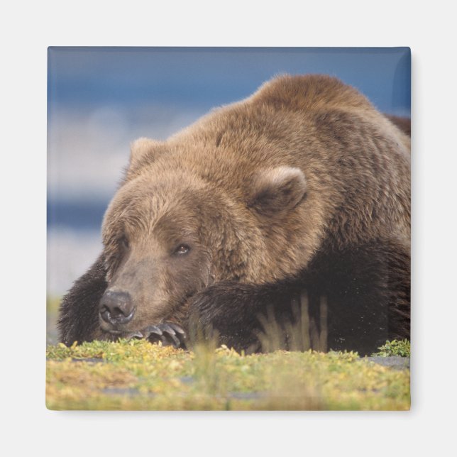Imã urso pardo, Ursus arctos, urso cinzento, Ursus 8 (Frente)