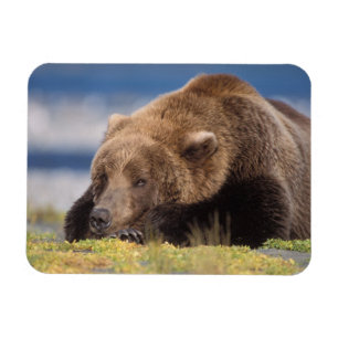 Ímã urso pardo, Ursus arctos, urso cinzento, Ursus 8