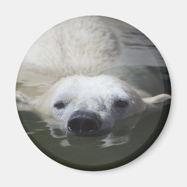 Imã Urso Polar (Frente)