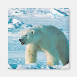 Imã Urso polar
