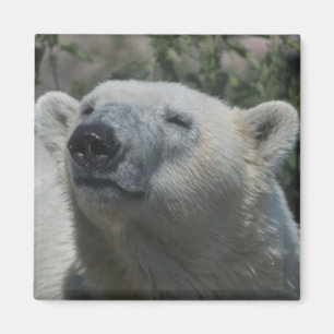Imã Urso Polar