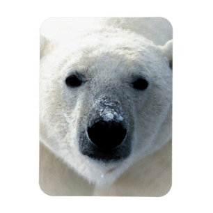 Ímã Urso Polar