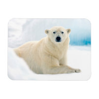 Urso polar adulto grande javali no gelo de verão