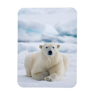 Ímã Urso polar adulto no gelo do verão