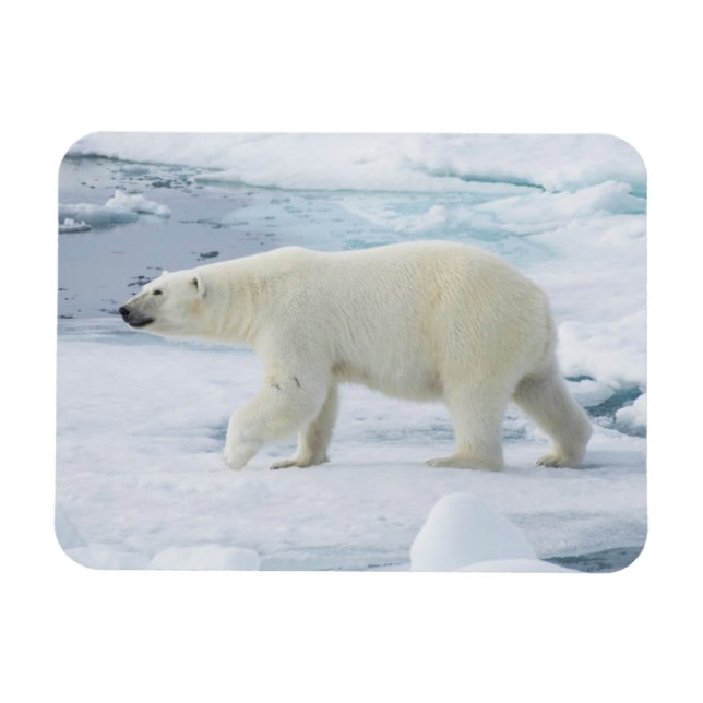 Ímã Urso polar andando, Noruega (Horizontal)