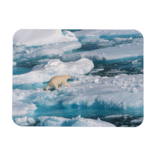Ímã Urso Polar caminhando no Mar
