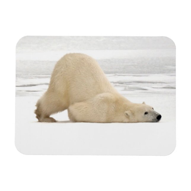 Ímã Urso polar coçando-se em tundra congelada (Horizontal)