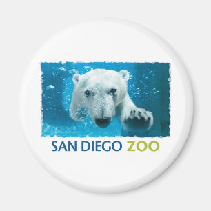 Imã Urso polar do jardim zoológico de San Diego