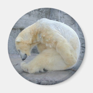 Imã Urso Polar Dozando