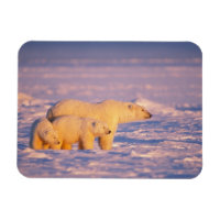 Urso polar fêmea com filhotes de primavera no cong