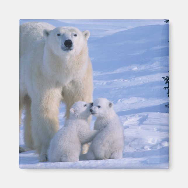 Imã Urso Polar Fêmea em Pé com 2 Filhotes (Frente)