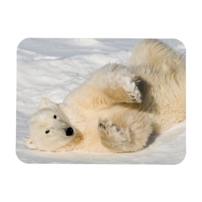 Ímã Urso Polar perto da Baía de Hudson (Horizontal)