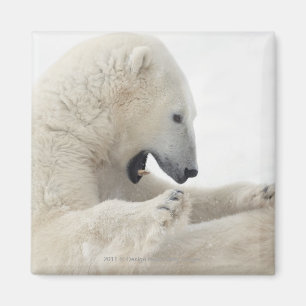Imã Urso polar que contrata em uma luta com um outro