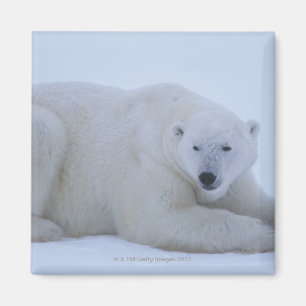Imã Urso polar que descansa na neve