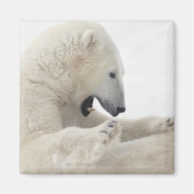 Imã Urso polar que luta com outro urso (Frente)