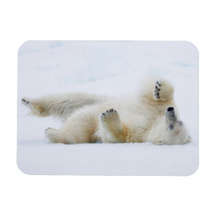 Ímã Urso polar rolando na neve, Noruega
