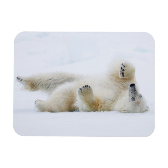 Ímã Urso polar rolando na neve, Noruega (Horizontal)