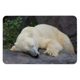 Ímã Urso Polar Suspenso