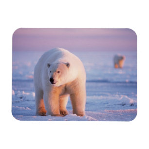 Ímã urso polar, Ursus maritimus