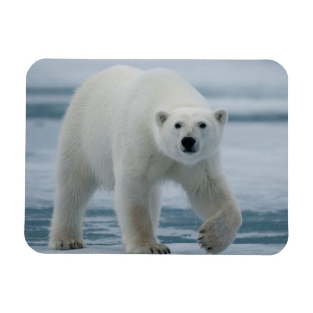Ímã Urso Polar, Ursus Maritimus, Adulto (Horizontal)