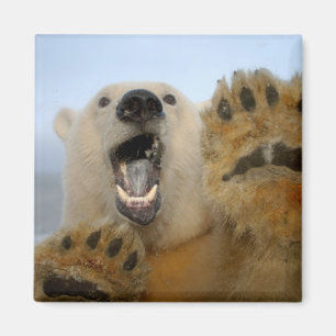 Imã urso polar, Ursus maritimus, curiosamente olha