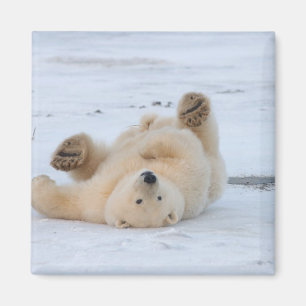 Imã urso polar, Ursus maritimus, filhote rolando 3