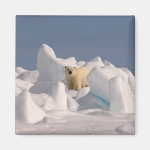 Imã urso polar, Ursus maritimus, no gelo áspero
