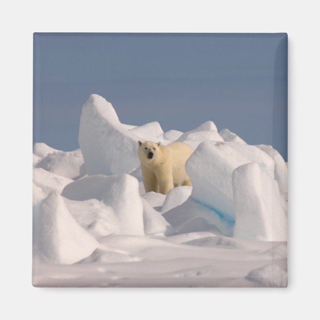 Imã urso polar, Ursus maritimus, no gelo áspero (Frente)