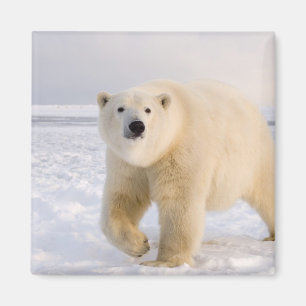 Imã urso polar, Ursus maritimus, no gelo e neve, 2