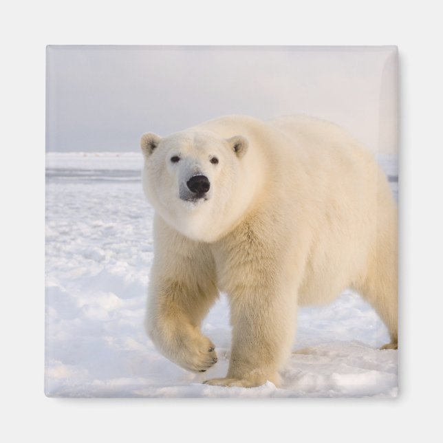 Imã urso polar, Ursus maritimus, no gelo e neve, 2 (Frente)