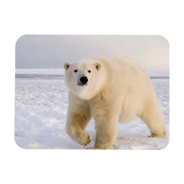 Ímã urso polar, Ursus maritimus, no gelo e neve, 2 (Horizontal)